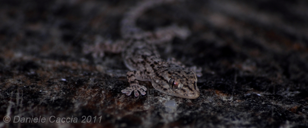 Tarentola mauritanica ?